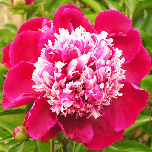 Peony Nellie Saylor - Peonita