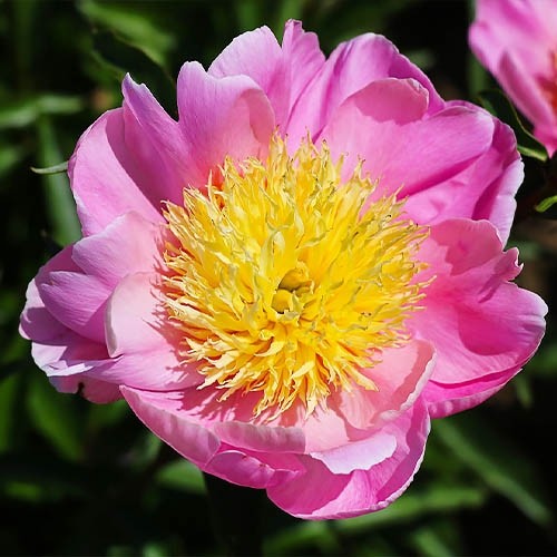 Peony Nippon Gold - Peonita