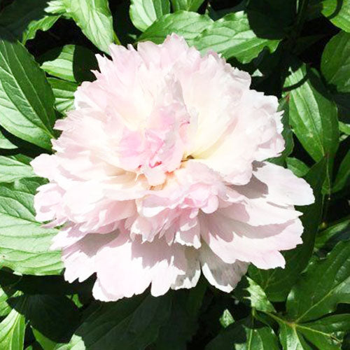 Peony Noémie Demay - Peonita