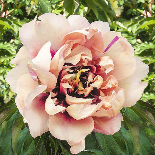 Peony Oochigeas (ITOH ) - Peonita