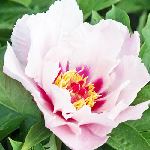 Peony Peekaboo Flash (ITOH ) - Peonita