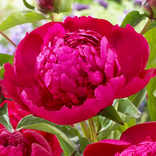 Peony Phillipe Rivoire - Peonita