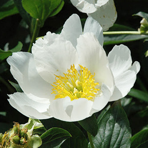 Peony Pico - Peonita