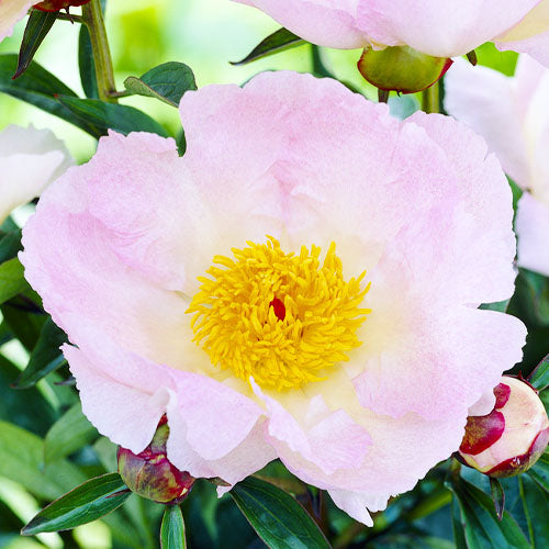 Peony Pink Dawn - Peonita