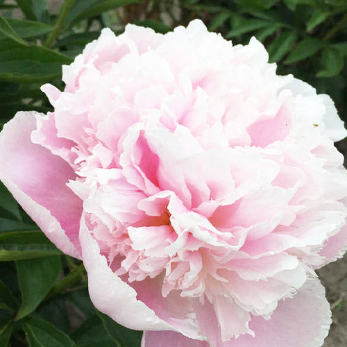 Peony Pink Pearl - Peonita