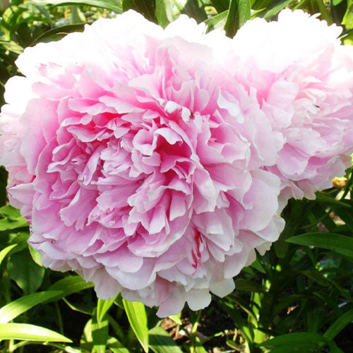 Peony President Taft - Peonita