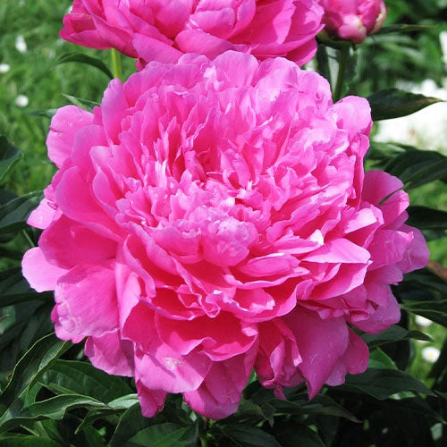 Peony Princess Margaret - Peonita