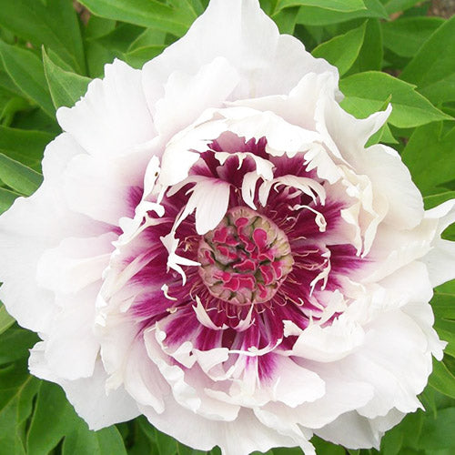 Peony Raggedy Ann (Anderson) (ITOH ) - Peonita