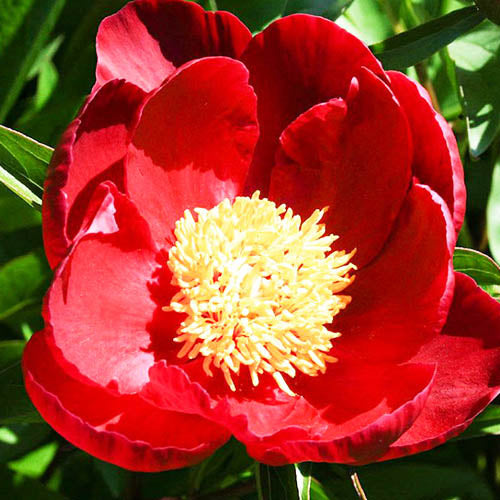 Peony Red Queen - Peonita