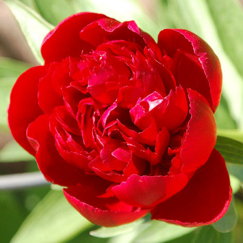 Peony Red Satin - Peonita