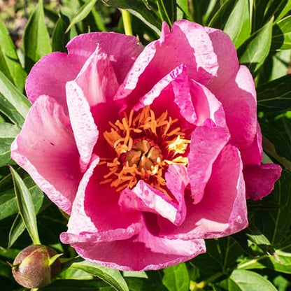 Peony Rosy Future (ITOH ) - Peonita