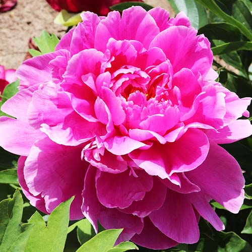 Peony Rozella - Peonita