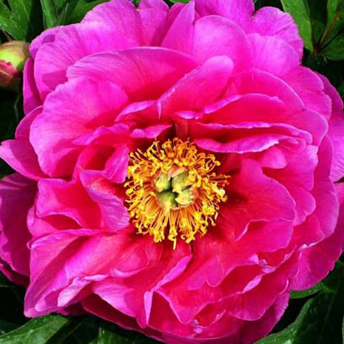 Peony Ruffled Flash (ITOH ) - Peonita