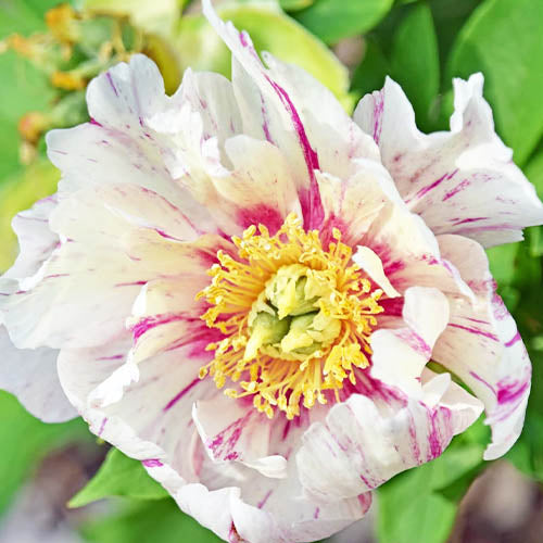 Peony Sonoma Blessing (ITOH ) - Peonita