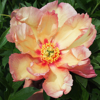 Peony Sonoma Floozy (ITOH ) - Peonita