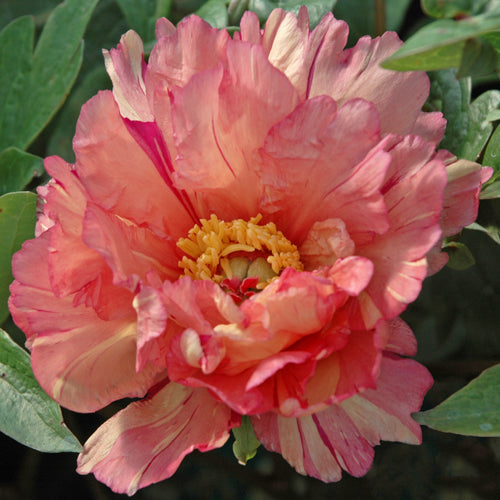 Peony Sonoma Kaleidoscope (ITOH ) - Peonita