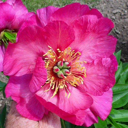 Peony Sonoma by the Bay (ITOH ) - Peonita