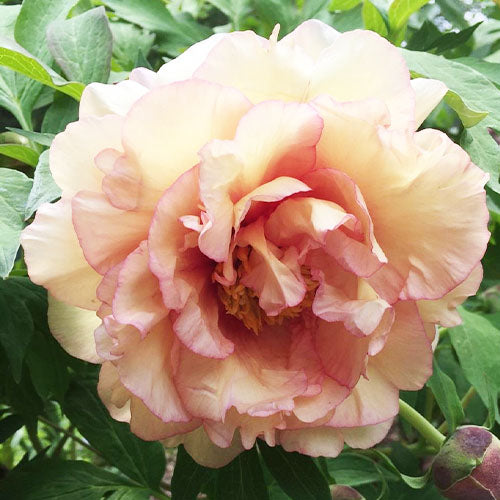 Peony Sunrise - Peonita