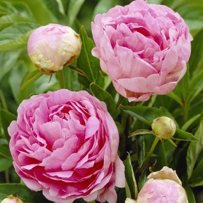 Peony Susie Q - Peonita