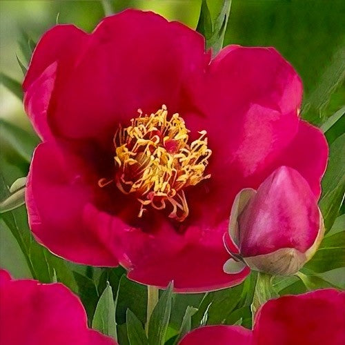 Peony Tolomeo (ITOH ) - Peonita