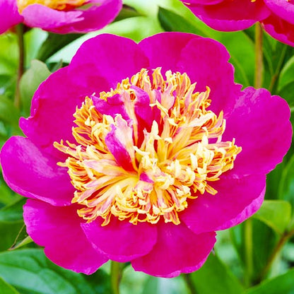 Peony Tom Eckhardt - Peonita