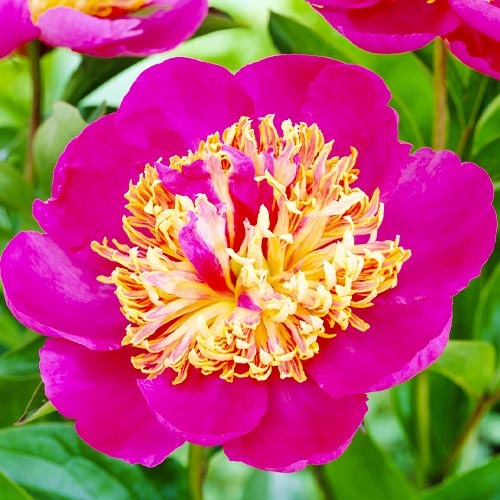 Peony Tom Eckhardt - Peonita