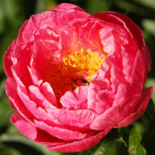 Peony Tropicana - Peonita