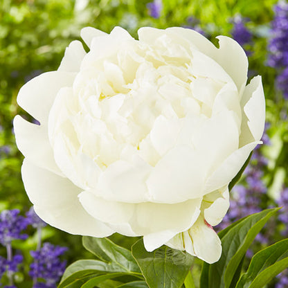 Peony Victorian Blush - Peonita