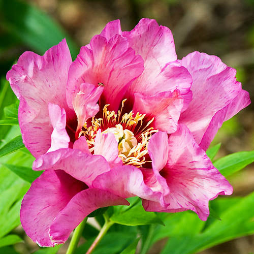 Peony Visions of Sugar Plums - Peonita