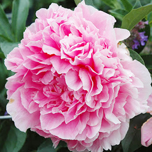 Peony Vived Rose - Peonita