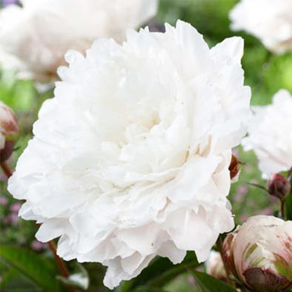 Peony White Sarah Bernhardt - Peonita