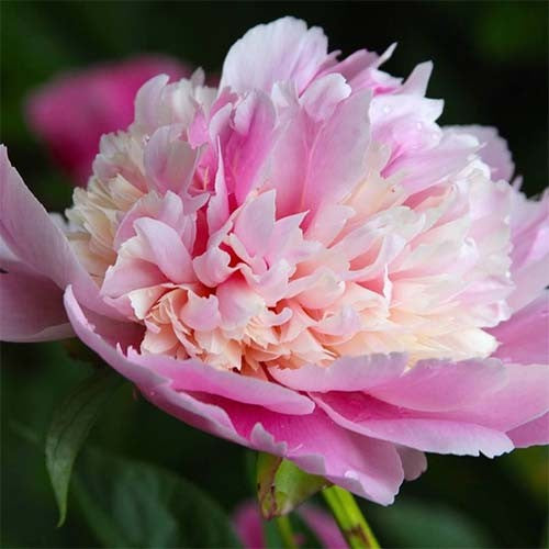 Peony Whopper - Peonita