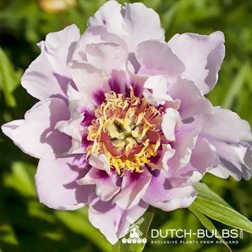 Peony Ballarena de Saval (ITOH ) - Peonita