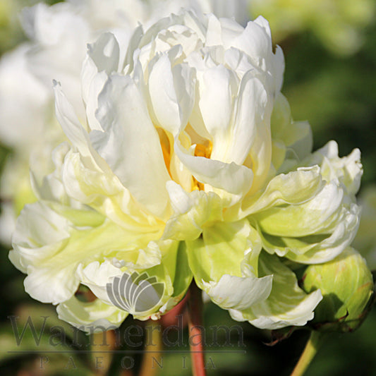 Peony Green Halo - Peonita