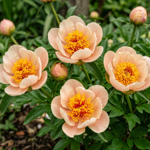 Peony Apricot Queen