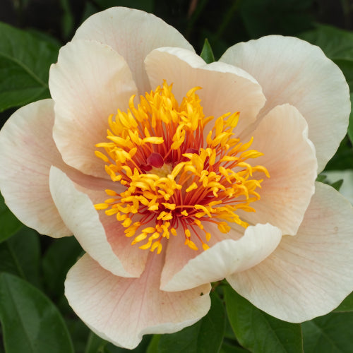 Peony Apricot Queen