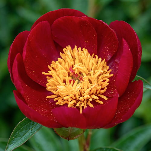 Peony Black Star
