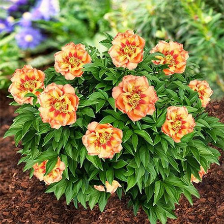 Paeonia Candy Cane - Peony Plants from Holland - Peonita