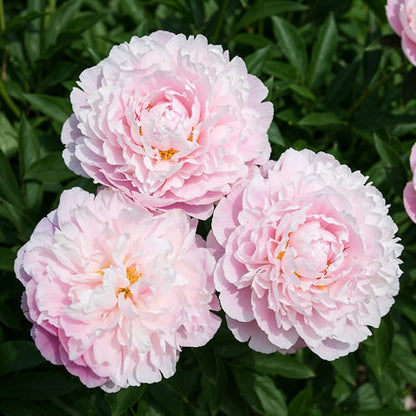 Peony Globe of Light