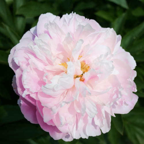 Peony Globe of Light