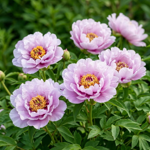 Peony Luxuriant
