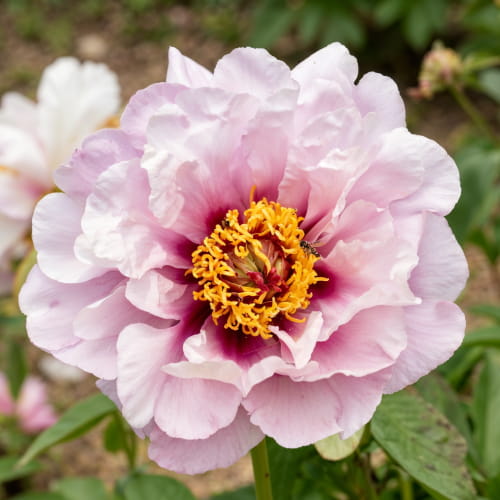 Peony Luxuriant