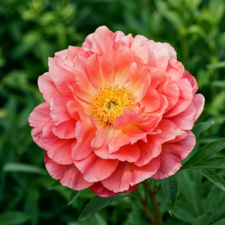 Peony New Millennium