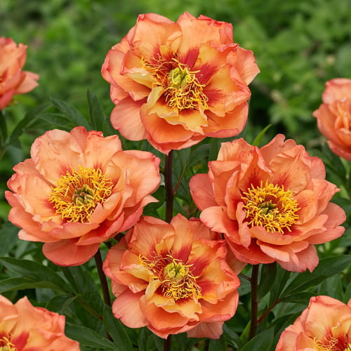 Peony Orange Victory