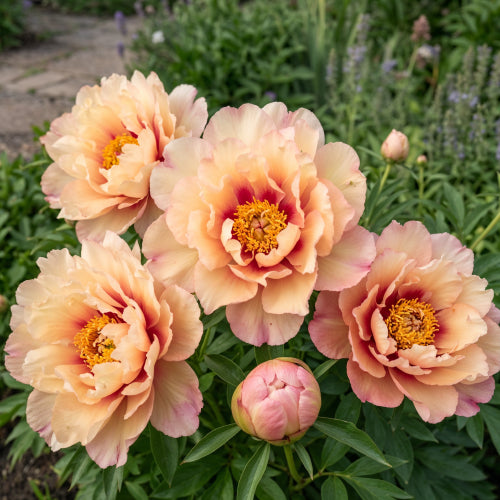 Peony Royal Blush