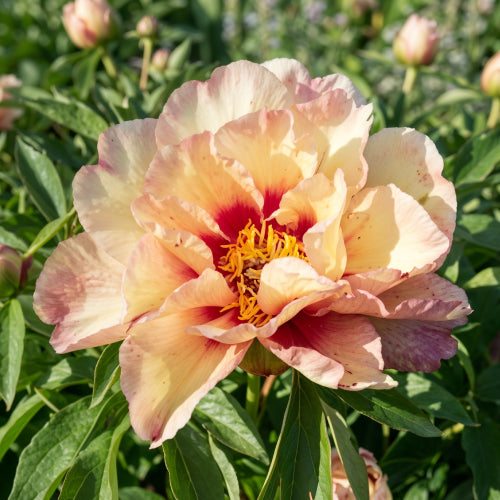 Peony Royal Blush