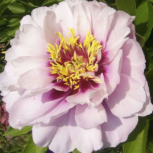 Peony itoh Cora Louise - Peonita