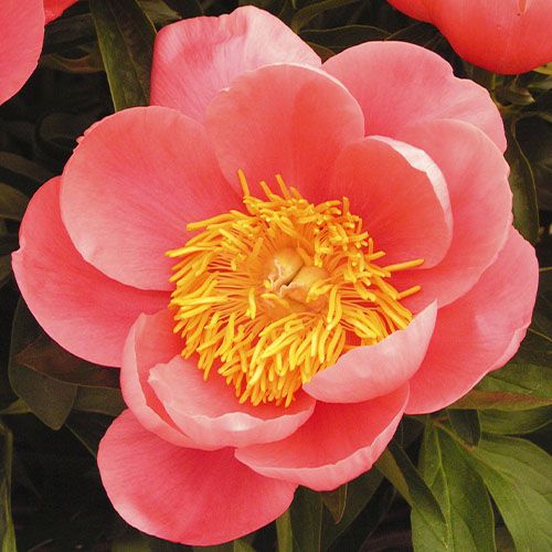 Peony Coral Sunset - Peonita