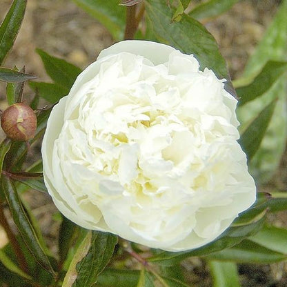 Peony Duchesse de Nemours - Peonita