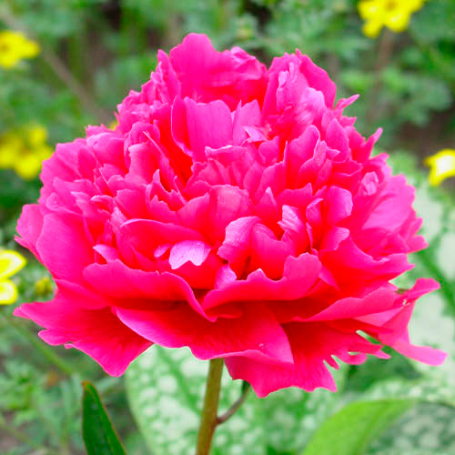 Peony Emma Klehm - Peonita